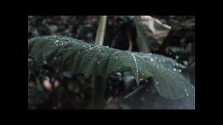 Música para relaxar e dormir com som de chuva ⛈😴