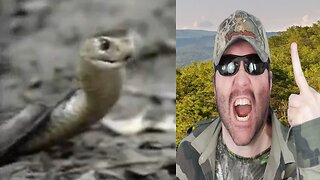 The Most Extreme - Killers (Crocoshark) - Reaction! (BBT)