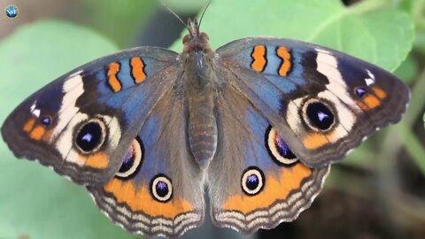 What do butterflies and bubbles have in common?