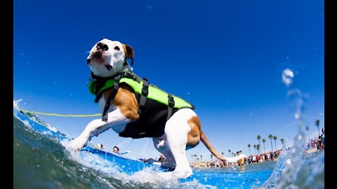 Los perros se convierten en los reyes de las olas en Brasil