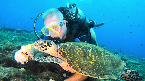 Scuba diver befriends critically endangered hawksbill sea turtle