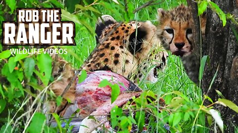 Wild Cheetah Family Feeding | Maasai Mara Safari | Zebra Plains