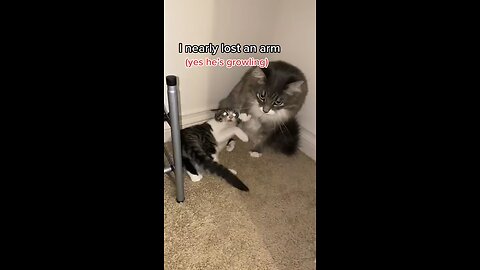 Cat_almost_bites_off_my_arm_#shorts(360p)