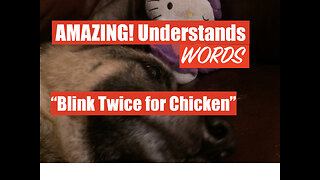 My Dog Understands these English Words: "Chicken" and "Fish"