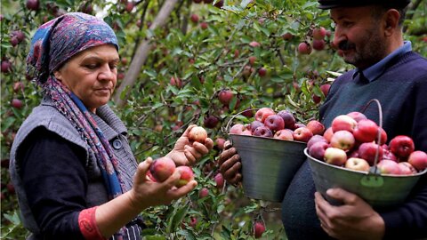 Harvesting Red Apples and Making Pavidlo for Winter Preparations