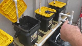 New Deep Water / Aeroponics / Kratkyish Hydroponics System - Part Two