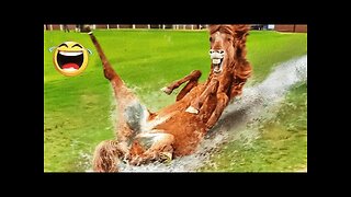 best funniest animal videos 2023 😂 funniest cats and dogs 😹🐶