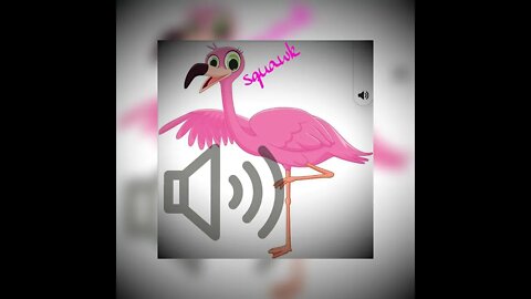 Soundcity world, Sound of Flamingo in nature 😂