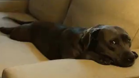 Pit Bull adorably waits for owner to take lunch break