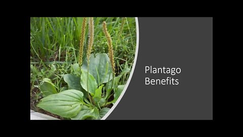 Plantago major - Broadleaf Plantain Benefits