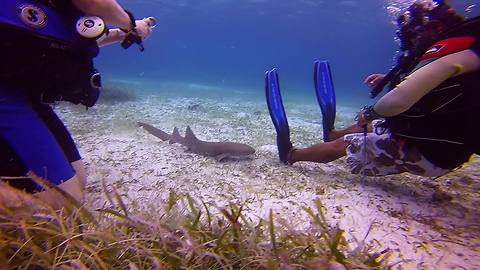 Baby shark seeks attention from divers