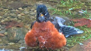 Grumpy looking robin has a great time bathing in backyard pond