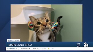 Ricky the cat is up for adoption at the Maryland SPCA