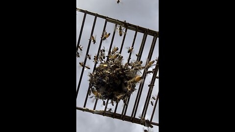 Hungry Honeybees feeding on a Mason Jar full of Sugar Water