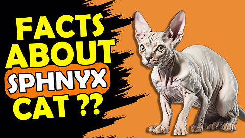 SPHYNX CAT FACTS ?