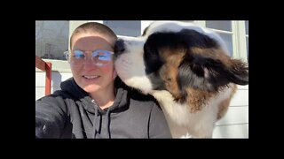 St. Bernard slobber- Baby Walter kisses are the best