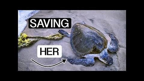 This is how WE SAVED a SEA TURTLE TANGLED in a FISHING ROPE
