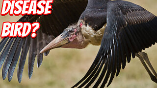 The Weird Marabou Stork!