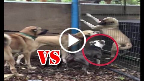 Kangal Dogs vs Pitbull Dog