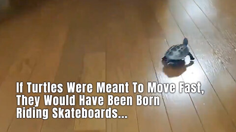 If Turtles Were Meant To Move Fast, They Would Have Been Born Riding Skateboards...