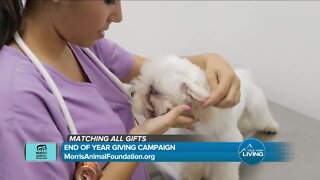 End Of Year Giving // Morris Animal Foundation