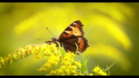 Small tortoiseshell butterfly (Aglais urticae, Nymphalis urticae) is a colourful Eurasian butterfly