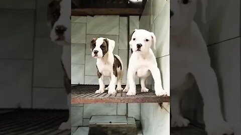 Simply Adorably Cute Pitbull Puppies ❤️ #shorts #doglover #pitbull #viral