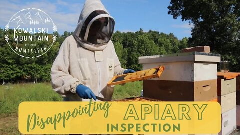 Disappointing Apiary Inspection | When Bees Are Not Flourishing