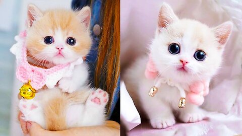 Baby cats are amazing creature because they are the cutest and most funny.