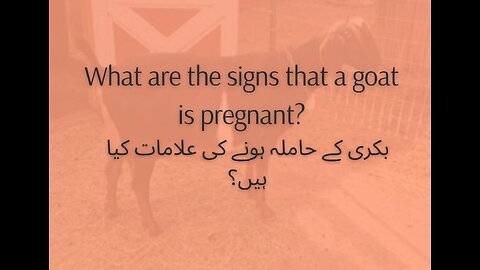 What are the signs that a goat is pregnant