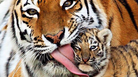 Siberian tiger - NatGeo Wild - national geographic channel