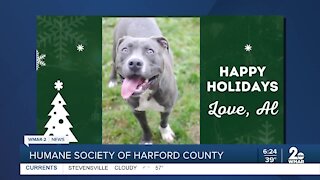 Al the dog is up for adoption at the Humane Society of Harford County