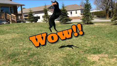 George the Labradoodle's incredible jumping ability