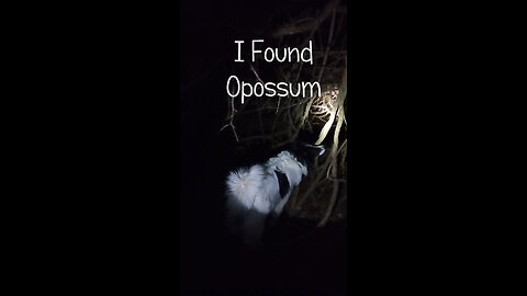 Border Collie Daisy Dog Plays with Opossum