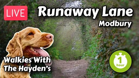 Runaway Lane Modbury | LIVE 1hr Virtual Dog Walk | Relaxing Devon Countryside