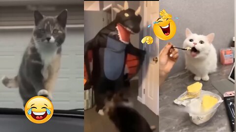 Cats 😺 and Dogs 🐈funny videos 2024 | Animals funny videos | Don't try laugh😂🤣