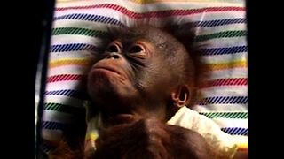 Cute Tiny Baby Orangutan