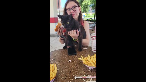 Cat At In And Out Burger