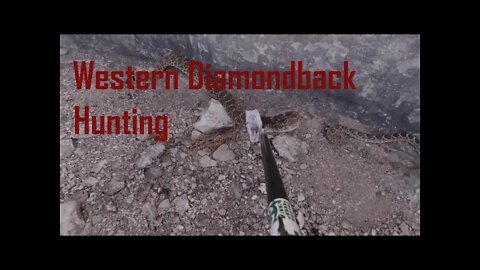 Hunting Western Diamondback Rattlesnakes in Texas
