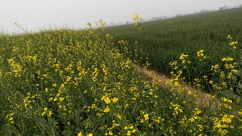 rajasthan ki हरियाली