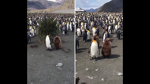 Penguin and its growing chick go for a stroll