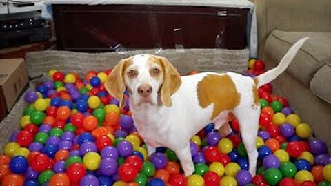 Best Dog Birthday Surprise: DIY Ball Pit for Maymo