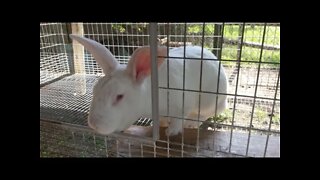 Raising Meat Rabbits: Common Viewer Comments