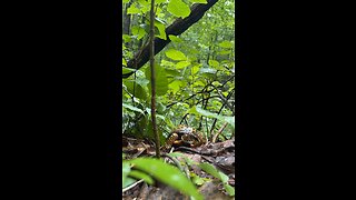 Box turtle time lapse