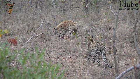 Leap Of Leopards - Mother And Cubs (30): Reclaiming A Meal From A Hyena