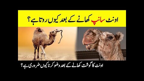 Why camel eat snack..??
