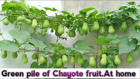 Green pile of Chayote fruit. Edible fruit originally for Central America.