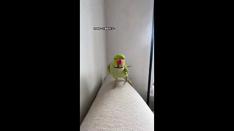 dance parrot