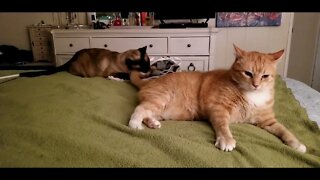 Siamese Cat Annoys Ginger Cat