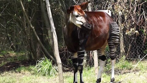 World Okapi Day 2016